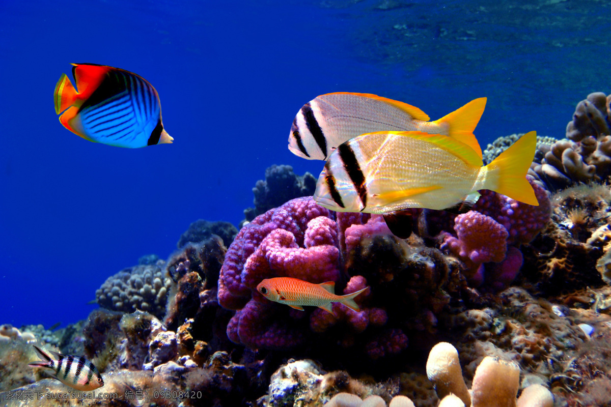 海底生物 海底 海底世界 海水 海洋馆 海洋生物 海鱼 深海 底生物 水族 鱼类 珊瑚鱼 鱼群 生物世界