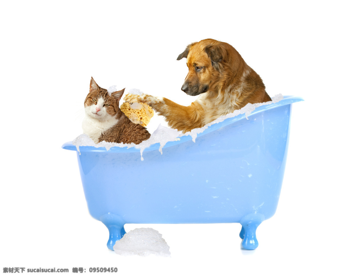 洗澡 宠物 狗 小猫 浴缸 动物 动物摄影 家禽 宠物素材 动物世界 陆地动物 生物世界