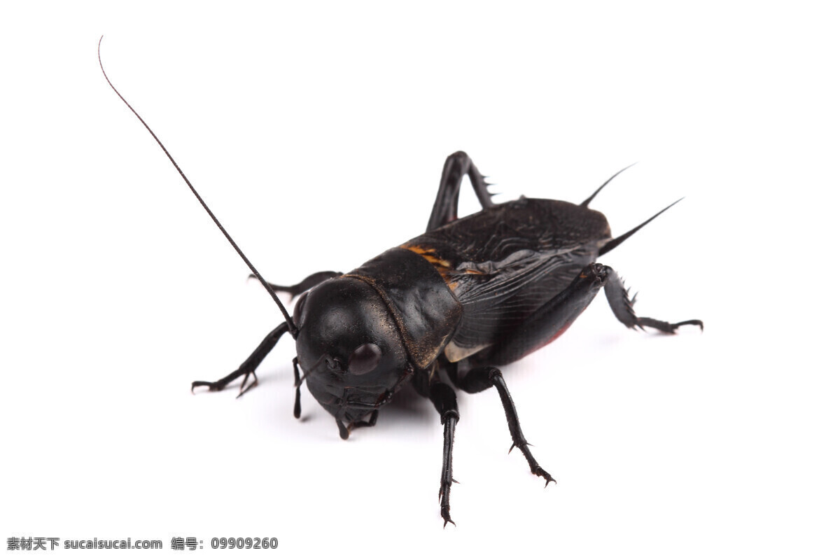 蟋蟀 甲虫 昆虫 虫 小虫 生物世界