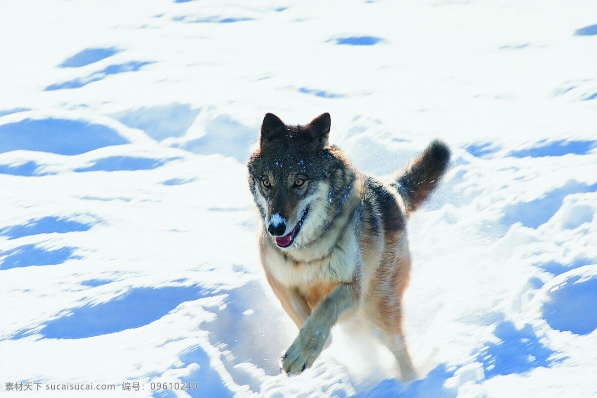 雪地 里 狼 动物 野生动物 行走 陆地动物 生物世界