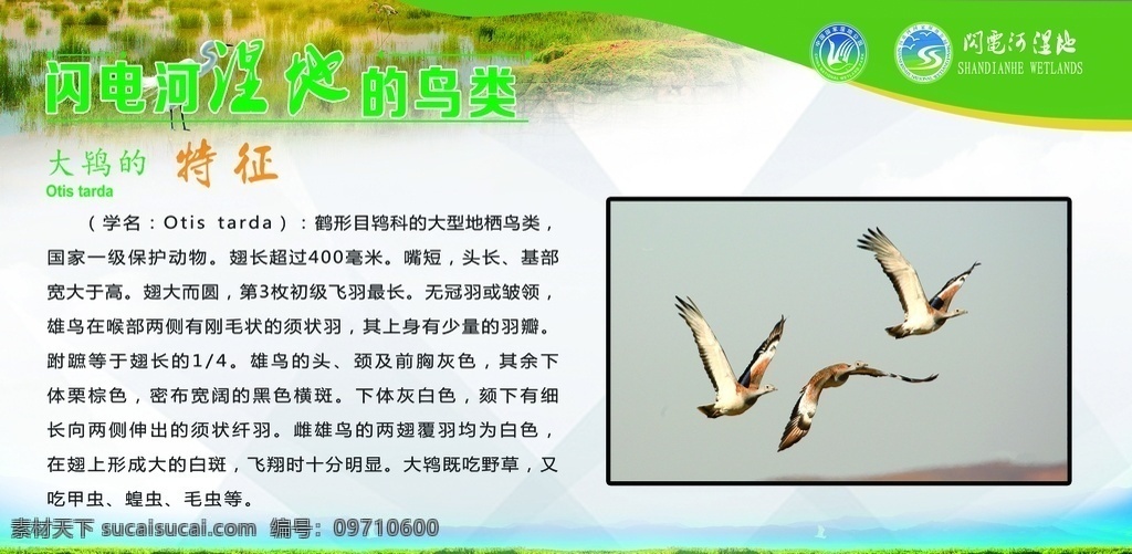 闪电河湿地 闪电河 湿地 鸟类 特征 鸟 分层