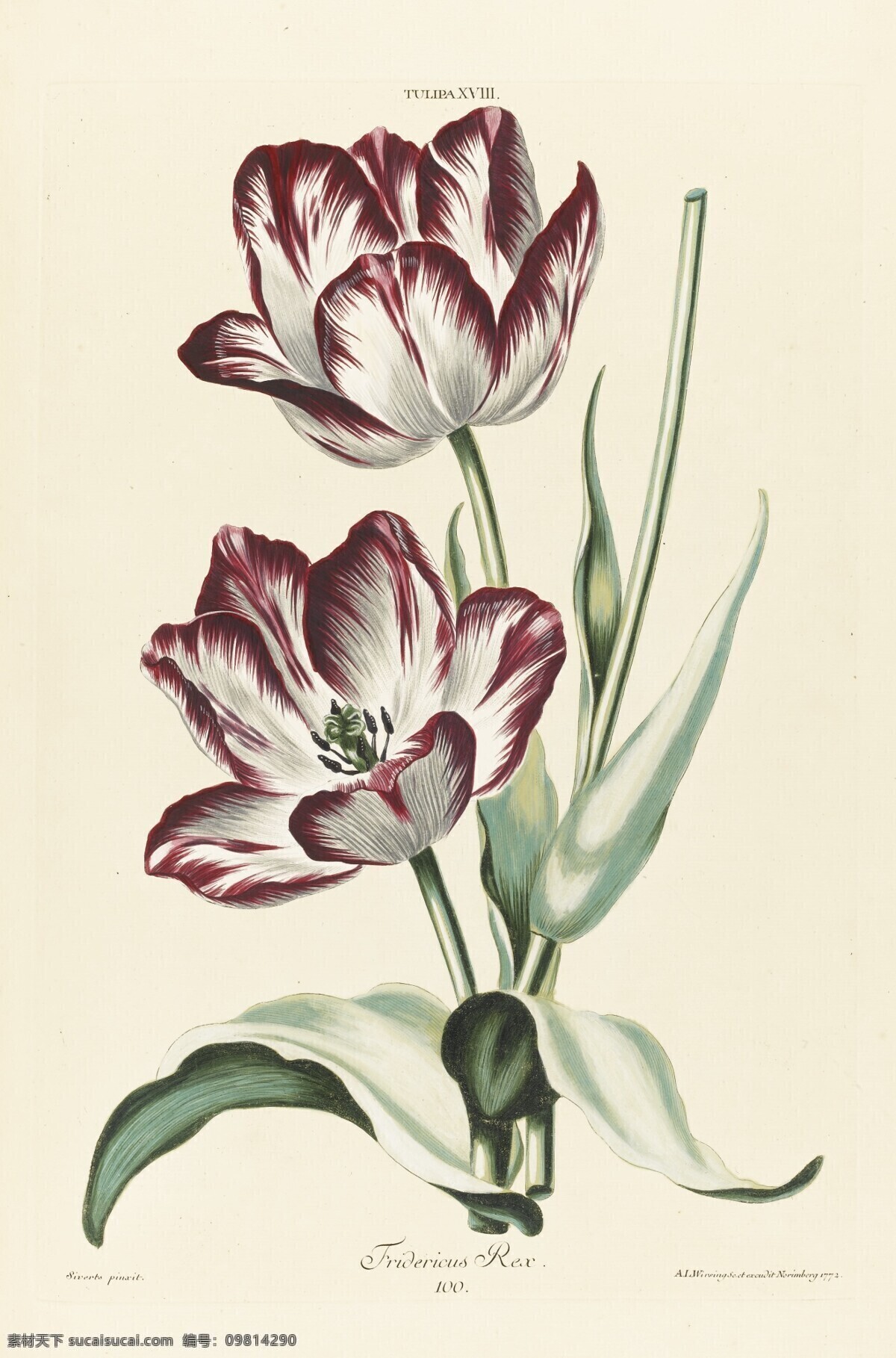 郁金香 荷兰国花 盛开 白色红色斑纹 花卉 世纪 水彩画 文化艺术 绘画书法