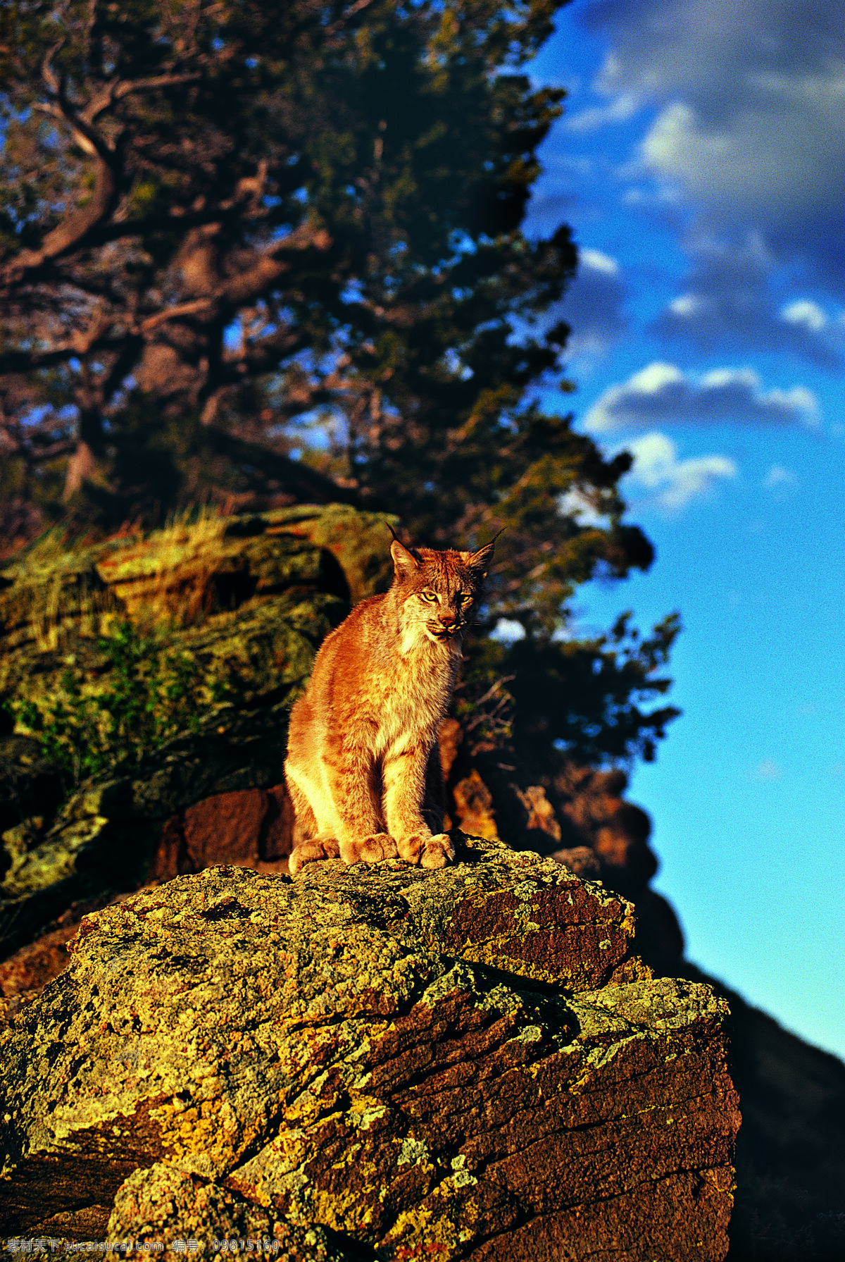 悬崖边的野猫 石头 野猫 家猫和野猫 野生动物 保护动物 动物