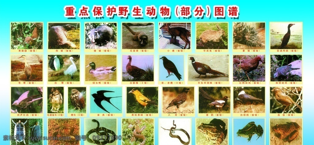 重点 保护 野生动物 部分 图谱 野生 动物 生活百科