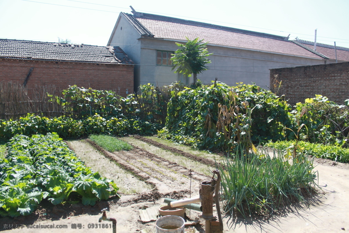 农家小院 菜园 农村 农家院 乡村田园风光 田园风光 自然景观