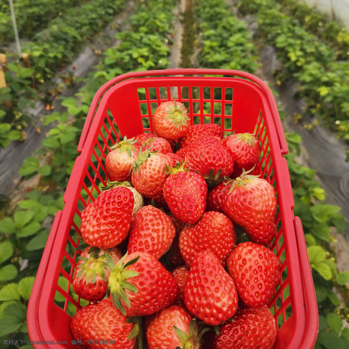 草莓园 摘草莓 草莓 草莓地 草莓色 旅游摄影 国内旅游 自然景观 田园风光