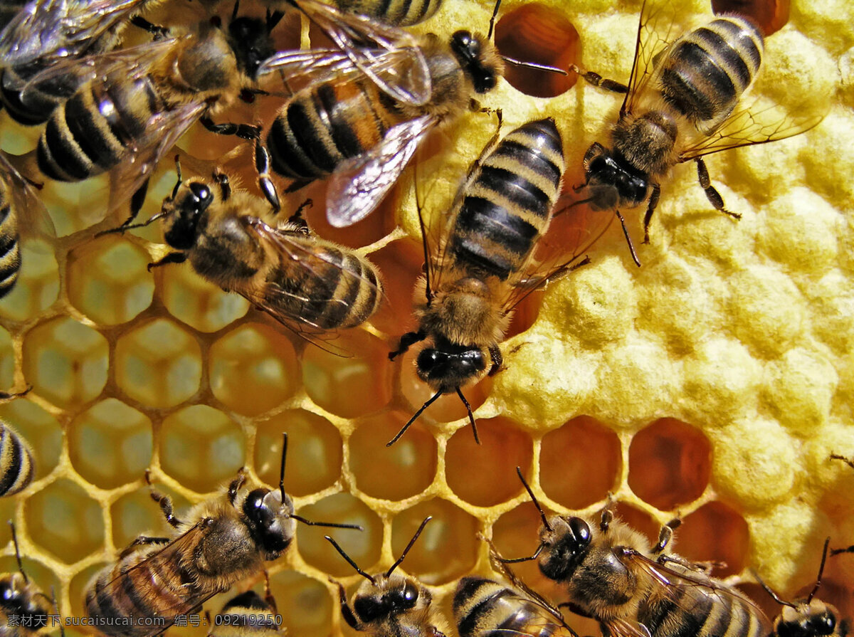 蜂蜜 蜜蜂 蜂巢 蜜蜂巢 菱形背景 生物世界 昆虫