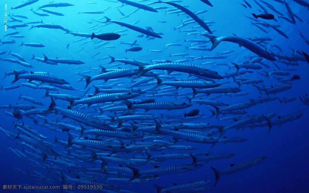 海底世界 深蓝色背景 鱼群