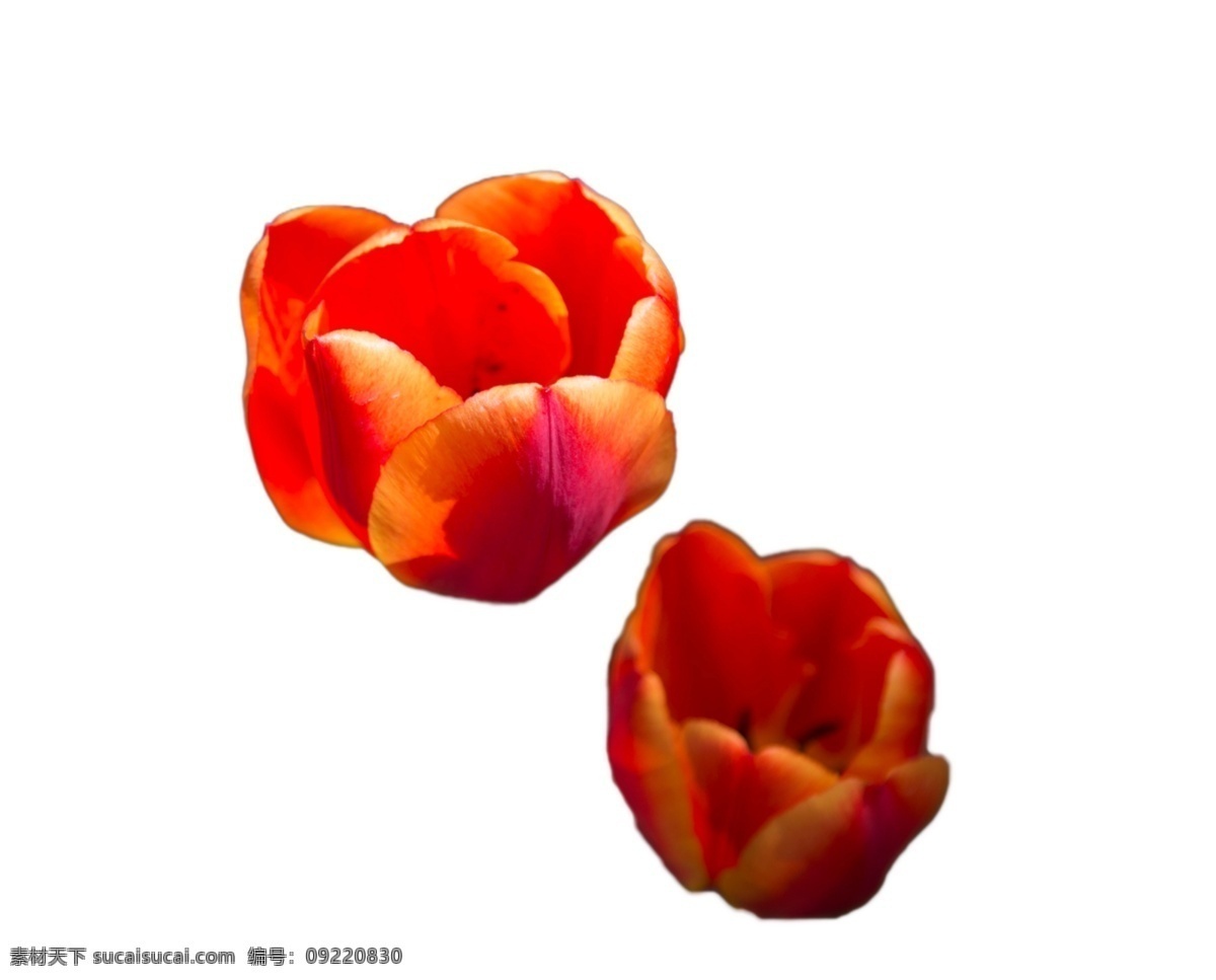 两朵鲜花 鲜花 漂亮 鲜艳
