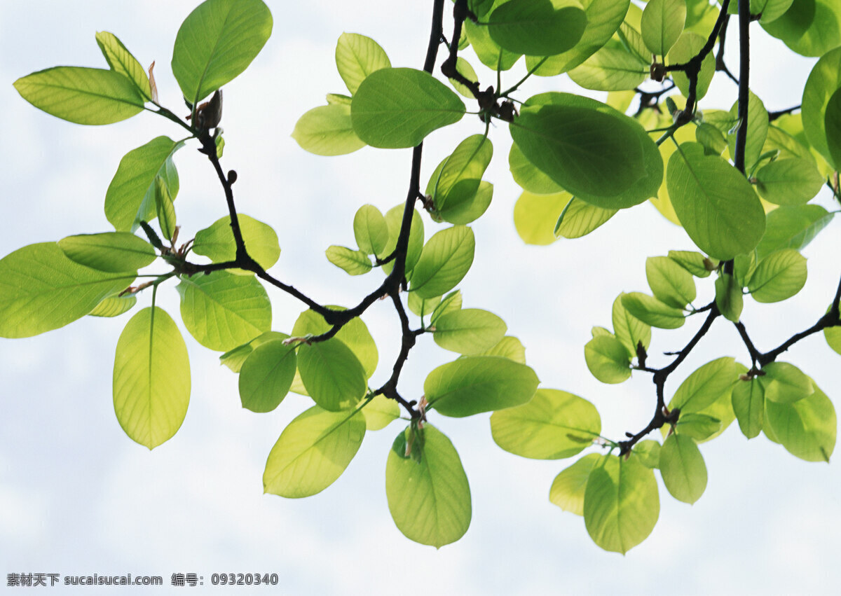 绿叶 树叶 绿色 新鲜 清新 叶子 绿意 树木树叶 生物世界 植物 春天 绿色环境 高清图片 花草树木