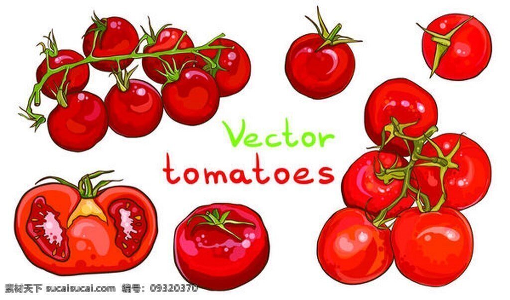 矢量 西红柿 蔬菜 水果 番茄