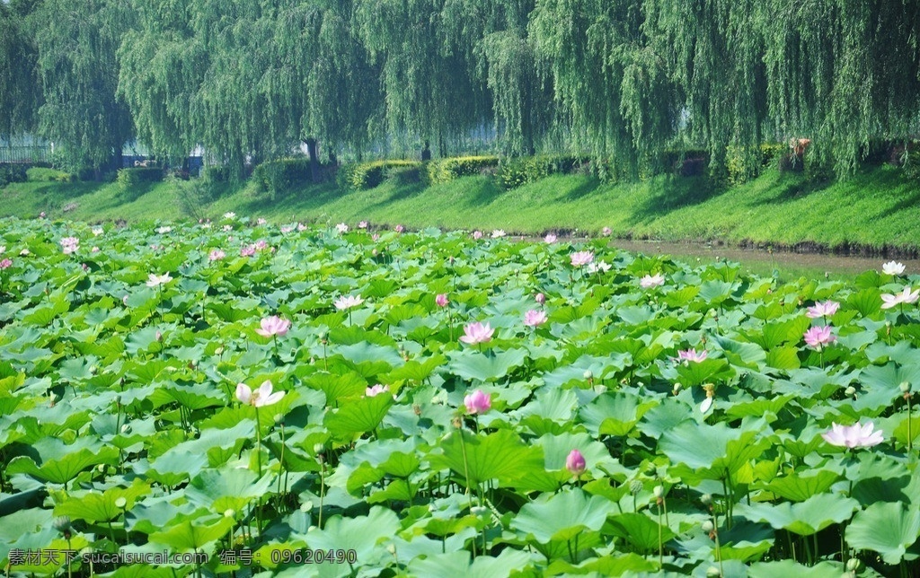 白洋淀 池塘 荷花 荷叶 莲蓬 垂柳 湿地 保定 花草图片 花草 生物世界