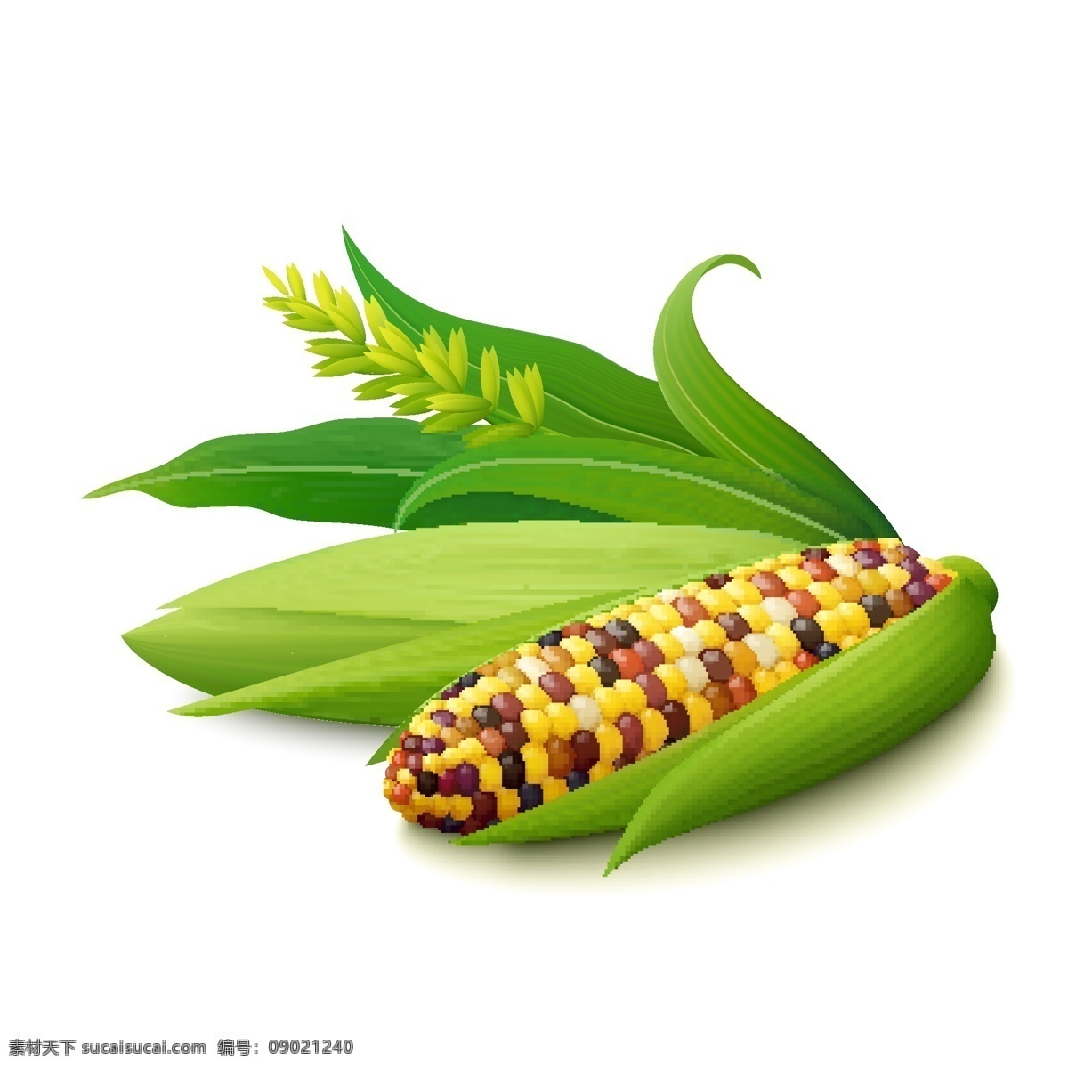 玉米 玉米棒 甜玉米 包谷 苞米 棒子 玉米棒子 食物原料 五谷杂粮