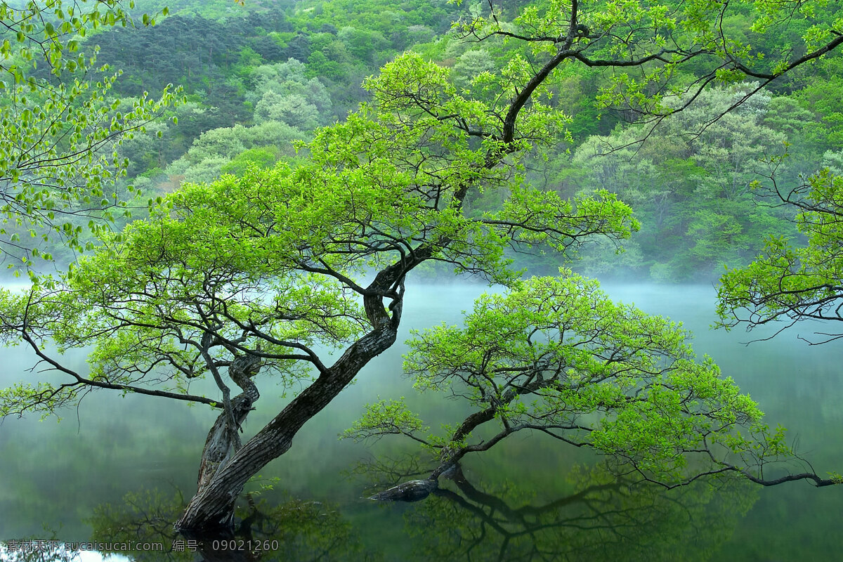 树高清图 高清 树 树木 植物 绿色