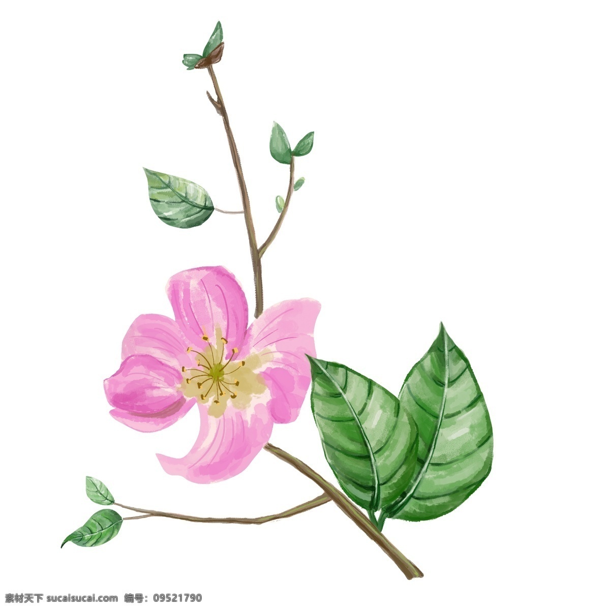 水彩 植物 桃花 商用 水彩风 手绘风 粉色 叶子 花 叶