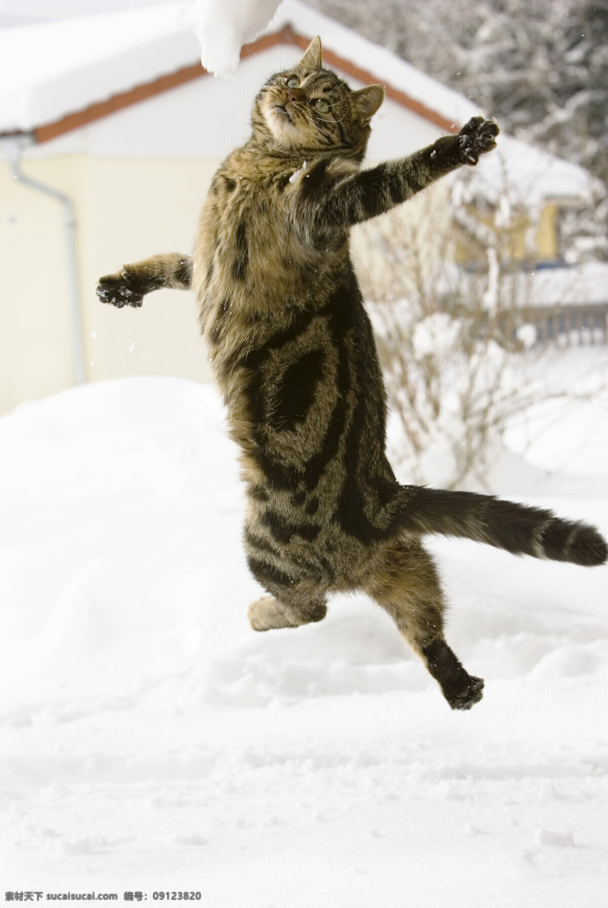 跳跃的小猫 宠物 可爱 小猫 猫咪 雪地 跳跃 动物世界 摄影图 陆地动物 生物世界 白色