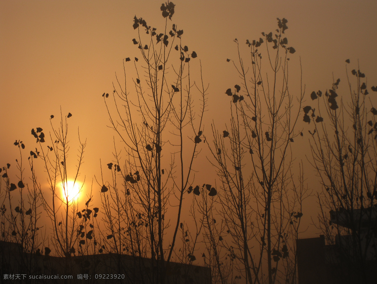 黄昏 剪影 落日 树影 夕阳 自然风景 自然景观 psd源文件