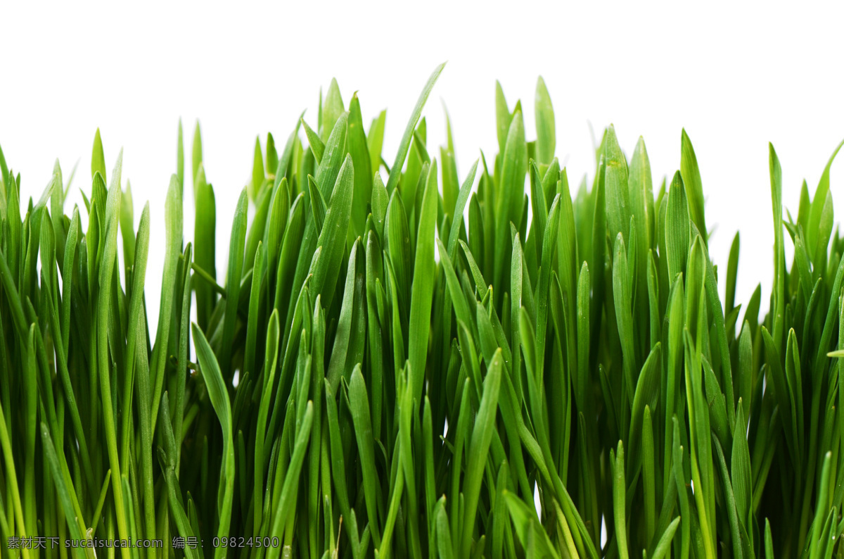 绿色植物摄影 绿色 植物 麦穗 庄稼 农作物 其他类别 生活百科 白色