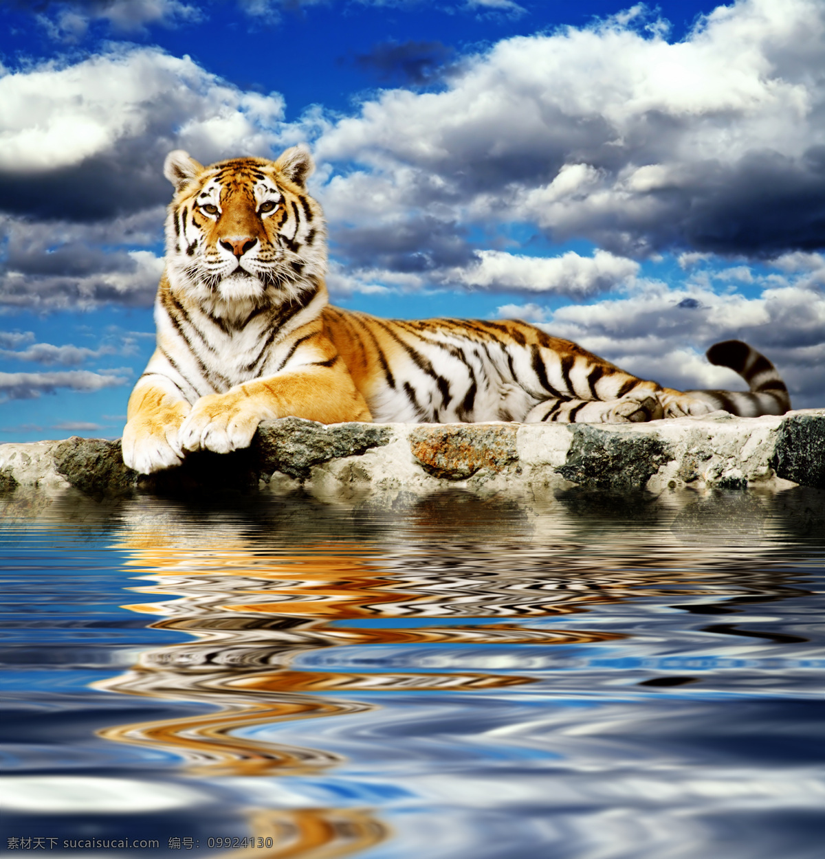 老虎图片素材 老虎 猫科动物 动物世界 陆地动物 生物世界