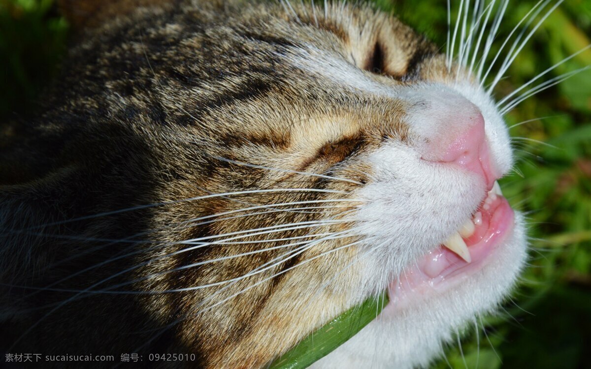 高清 可爱 小猫 猫咪 猫 宠物 动物 萌宠