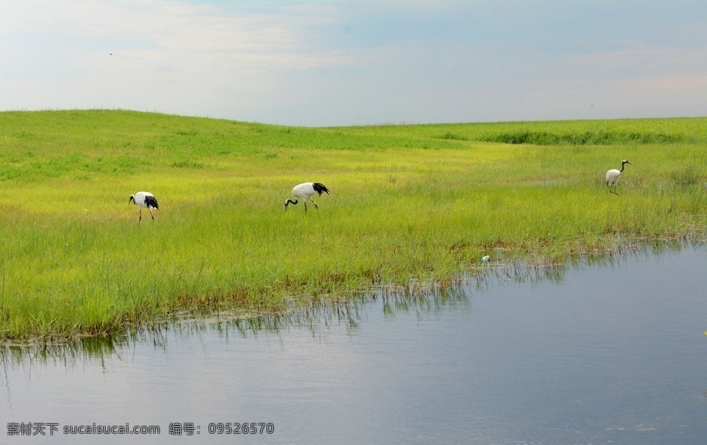 丹顶鹤 湿地 芦苇 蓝天 鹤 生物世界 鸟类