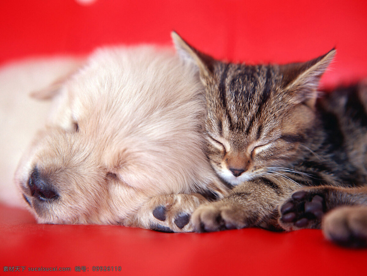 猫 狗 睡 一起 高清 猫的爪爪 猫咪 花纹猫咪 花纹 可爱小猫