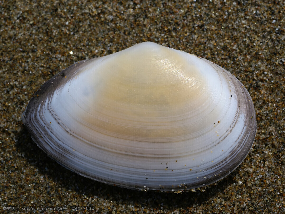 蛤蜊 海洋生物 沙粒 生物世界