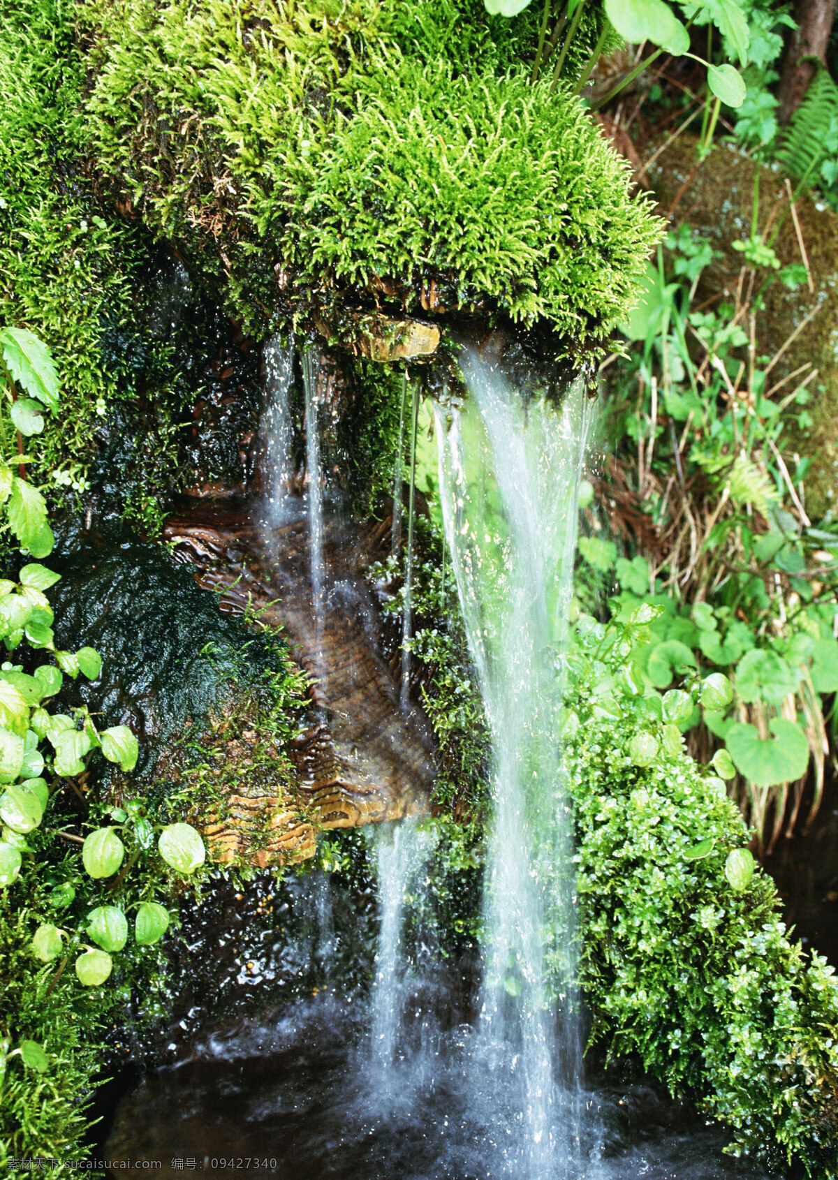 青苔 水 流水 水草 风景 生活 旅游餐饮