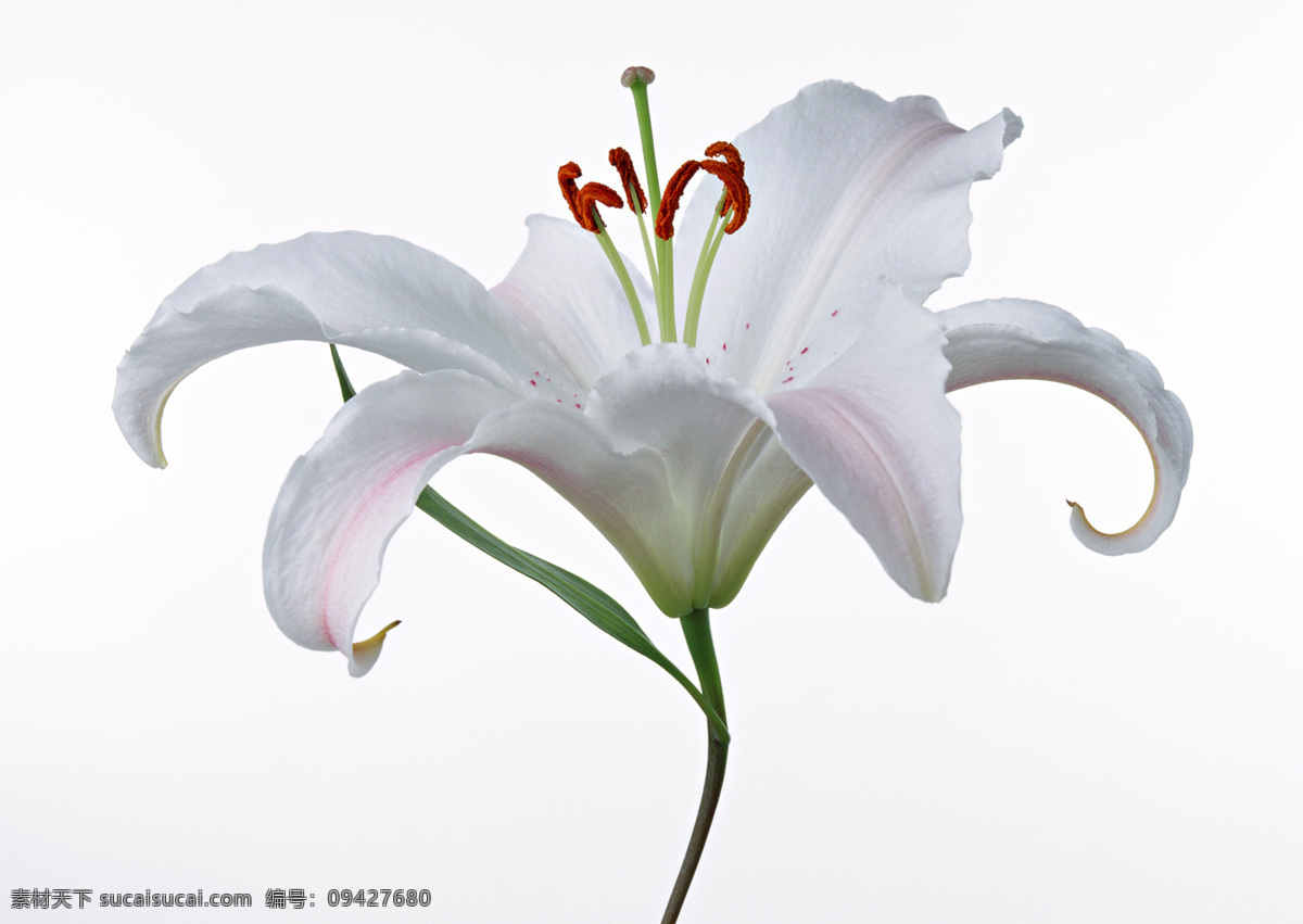 位图免费下载 服装图案 花朵 花卉 位图 写实花卉 植物摄影 面料图库 服装设计 图案花型