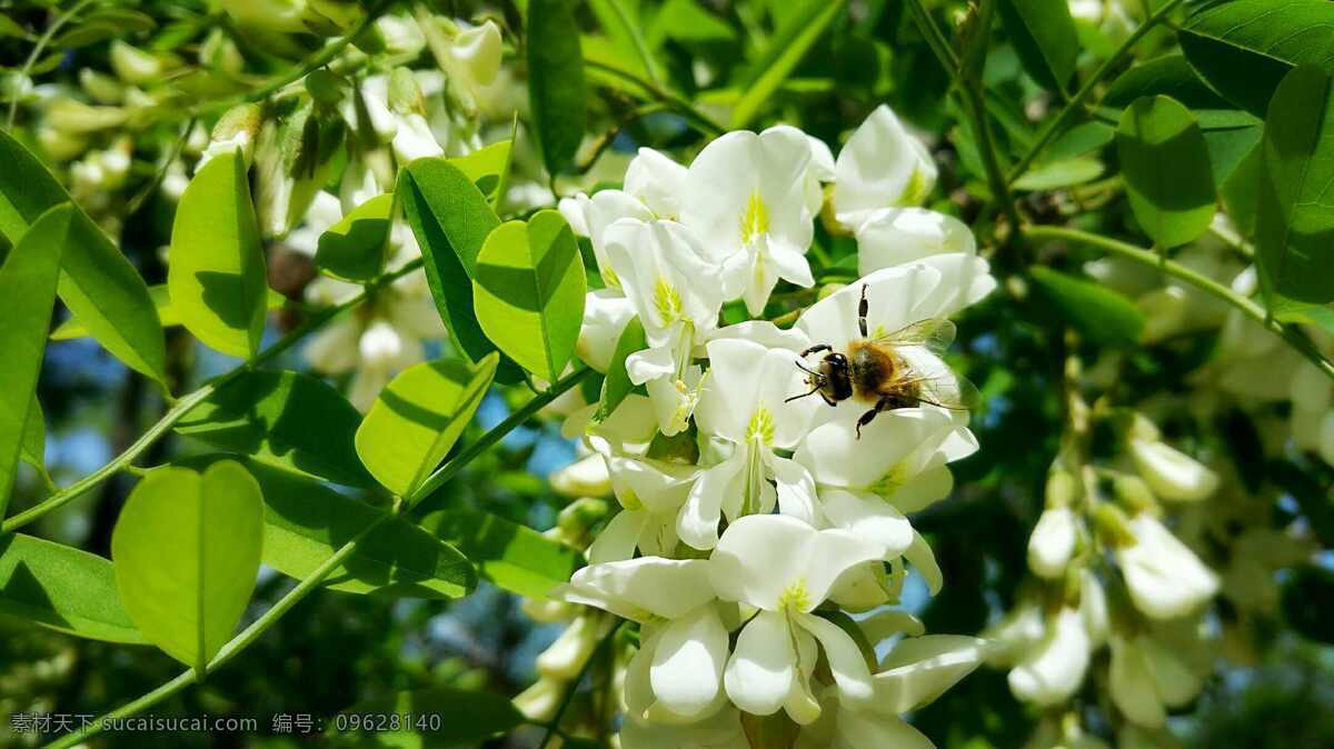槐花蜜蜂 森林 风景 背景 自然 风光 生物世界 花草