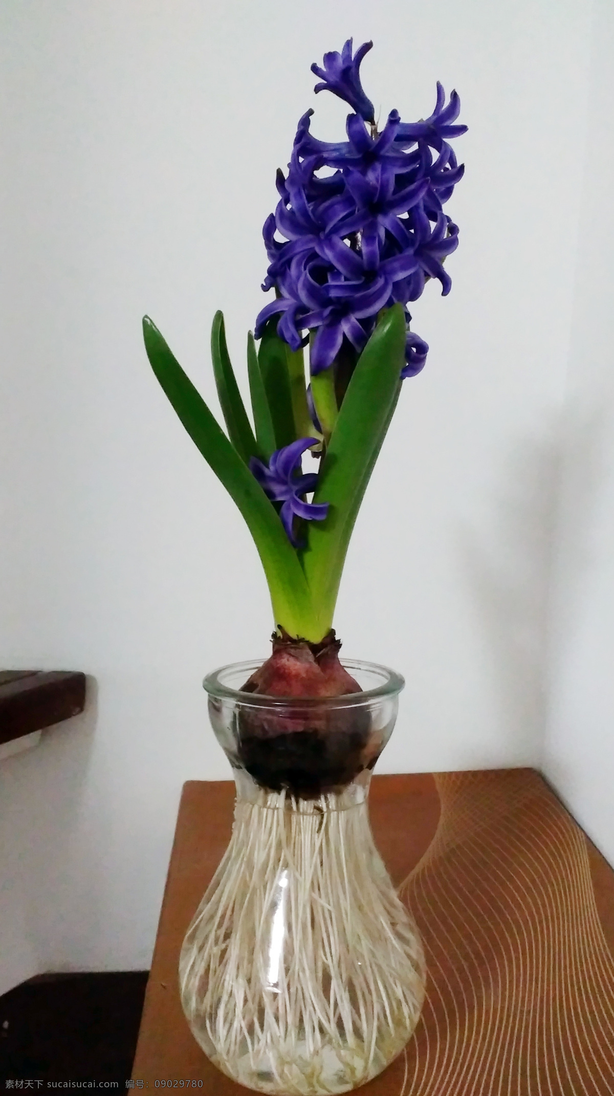 风信子 紫色的风信子 紫色的花 插在花瓶的花 花瓶的风信子 生物世界 花草