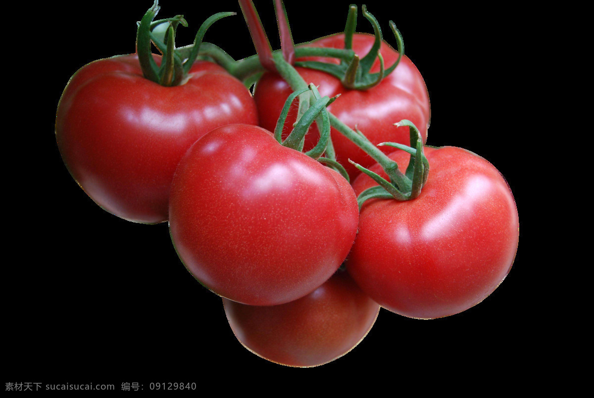 西红柿透明 西红柿 番茄 大番茄 西红柿子 西红柿素材