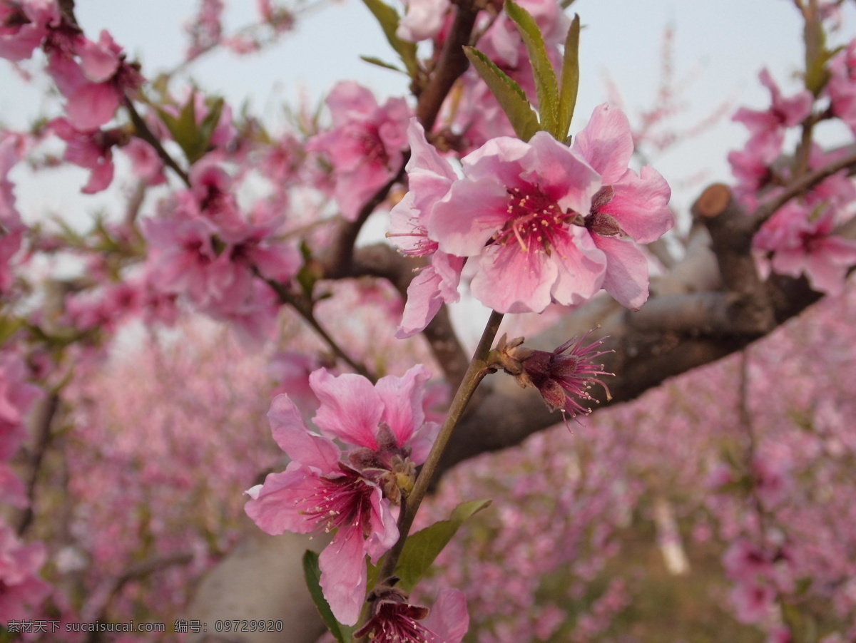 桃花 春天 红花 花草 花园 生物世界 桃园 野外 桃花特写 psd源文件