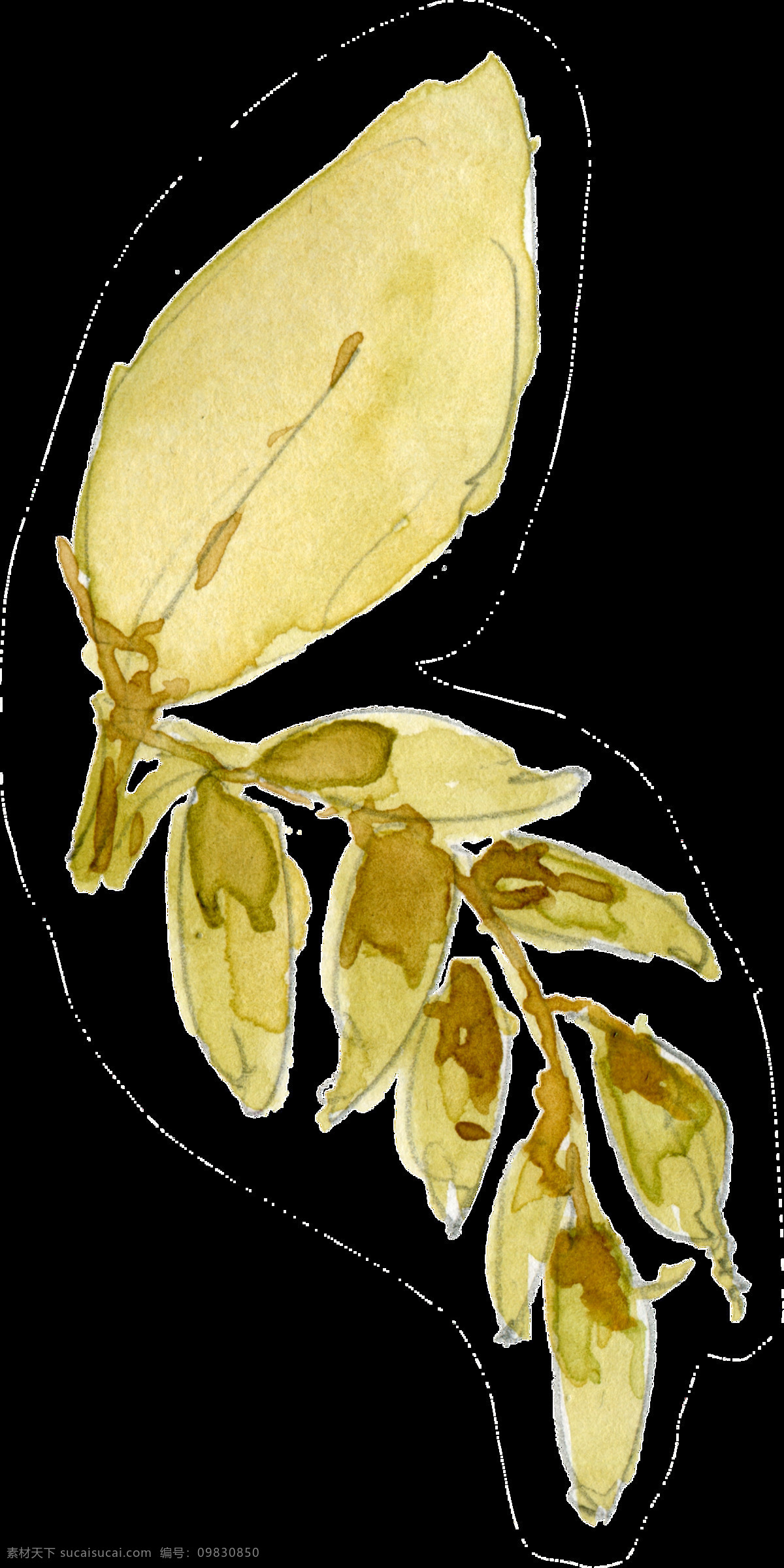水 黄 枝叶 透明 装饰 黄色 免扣素材 透明素材 枝柳 装饰图案