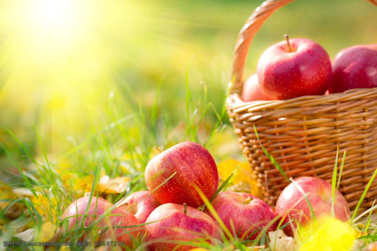 阳光 新鲜 苹果 新鲜苹果 手提篮子 新鲜水果 果实 苹果图片 餐饮美食