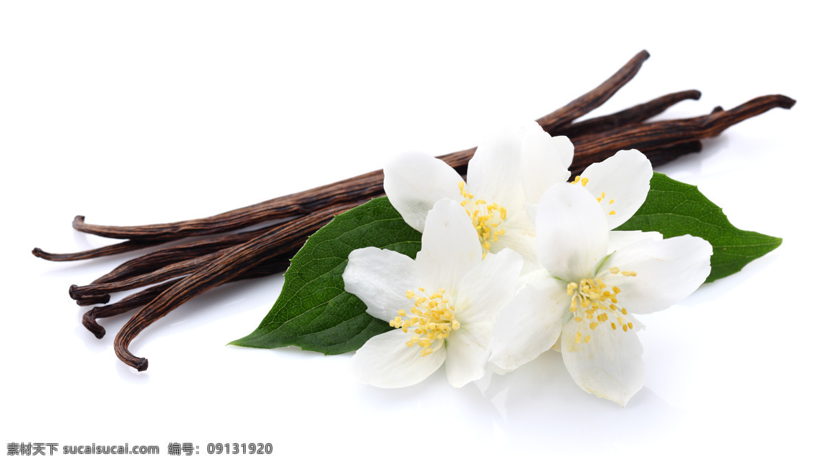 香草 荚 鲜花 香草荚与鲜花 香草荚 香草棒 香草枝 香料 花朵 花卉 其他类别 生活百科