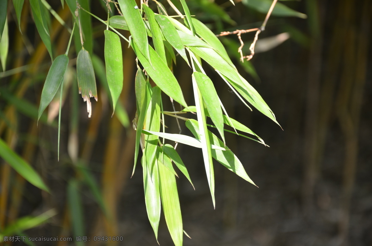 花草树木 花枝 黄绿色 绿色 生物世界 树木 树木树叶 人面竹 禾木科 竿劲直 叶片 狭长 披针形 全穗状 颖果 线状披针形 矢量图 日常生活