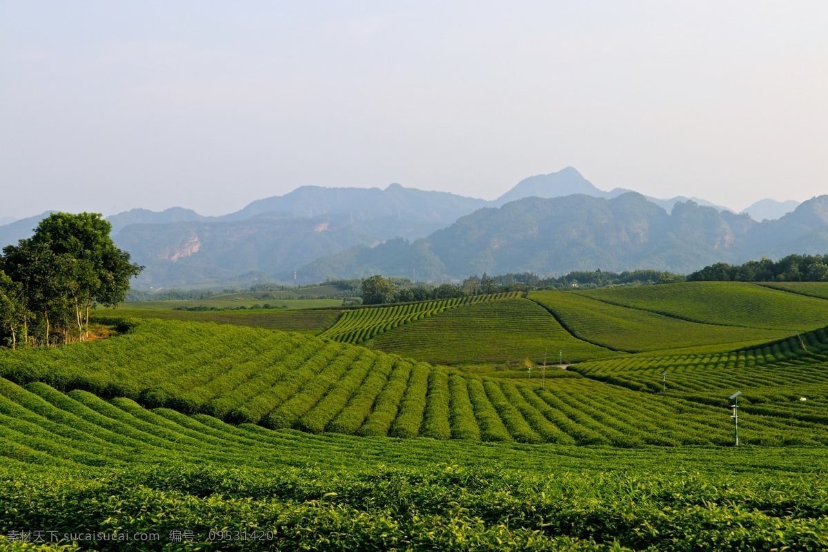 茶园 茶树 茶庄 种植园 茶地 茶山 茶海 田园风光 农家 乡村 田间劳作 采茶 自然风景 山水 田园 自然景观