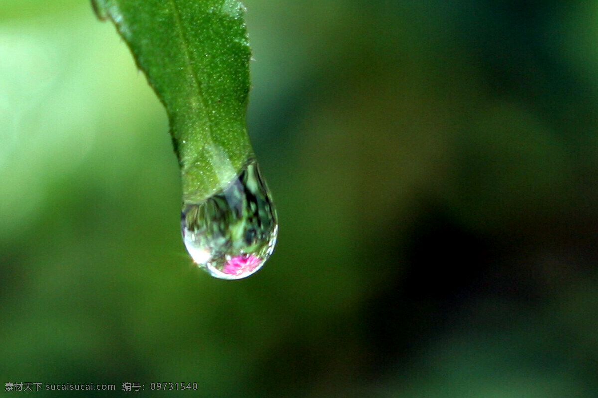 水滴 露珠 绿叶 水珠 自然风景 自然景观