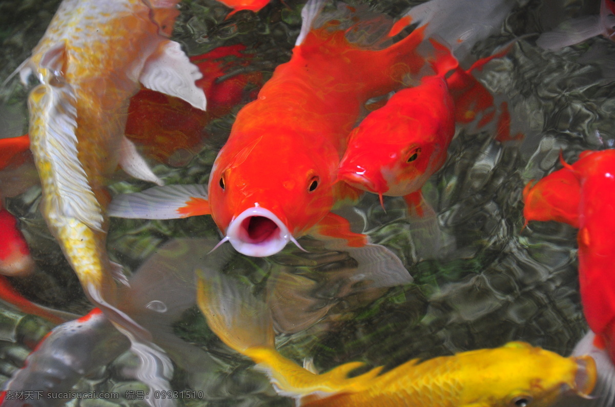 金鱼 满 红色 生物 生物世界 鱼类 鱼群 金鱼满