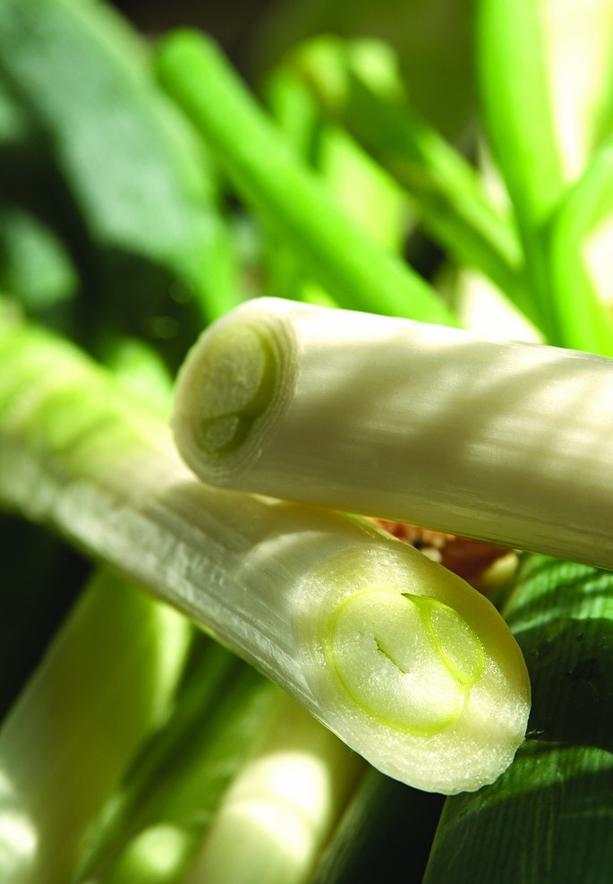 大葱 蔬菜 生物世界