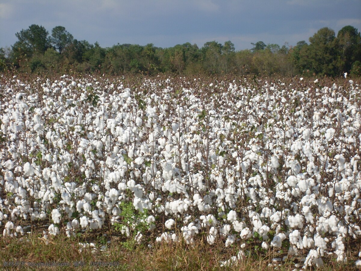 一片白棉花地 自然 花 美丽的白花 季节 景观 大自然 植物 成开的棉花地 白棉花 大丰收 自然景观 田园风光