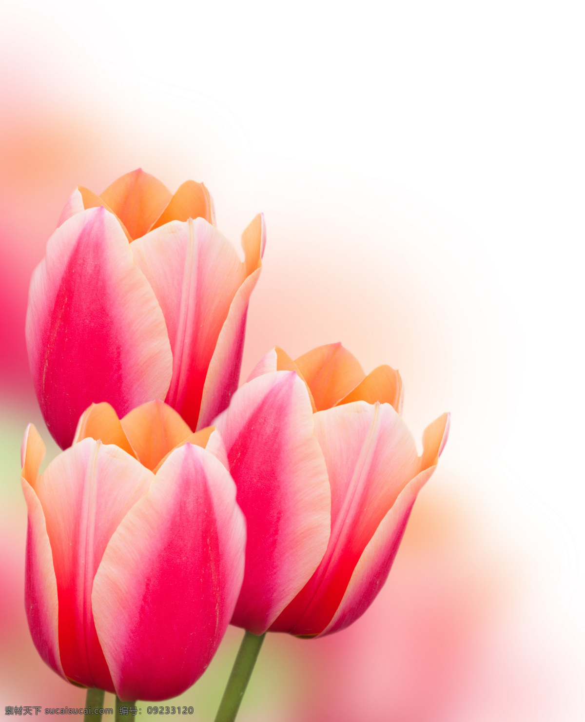 粉色郁金香 粉色鲜花 粉色花朵 鲜花素材 花枝 唯美花朵 花草 生物世界
