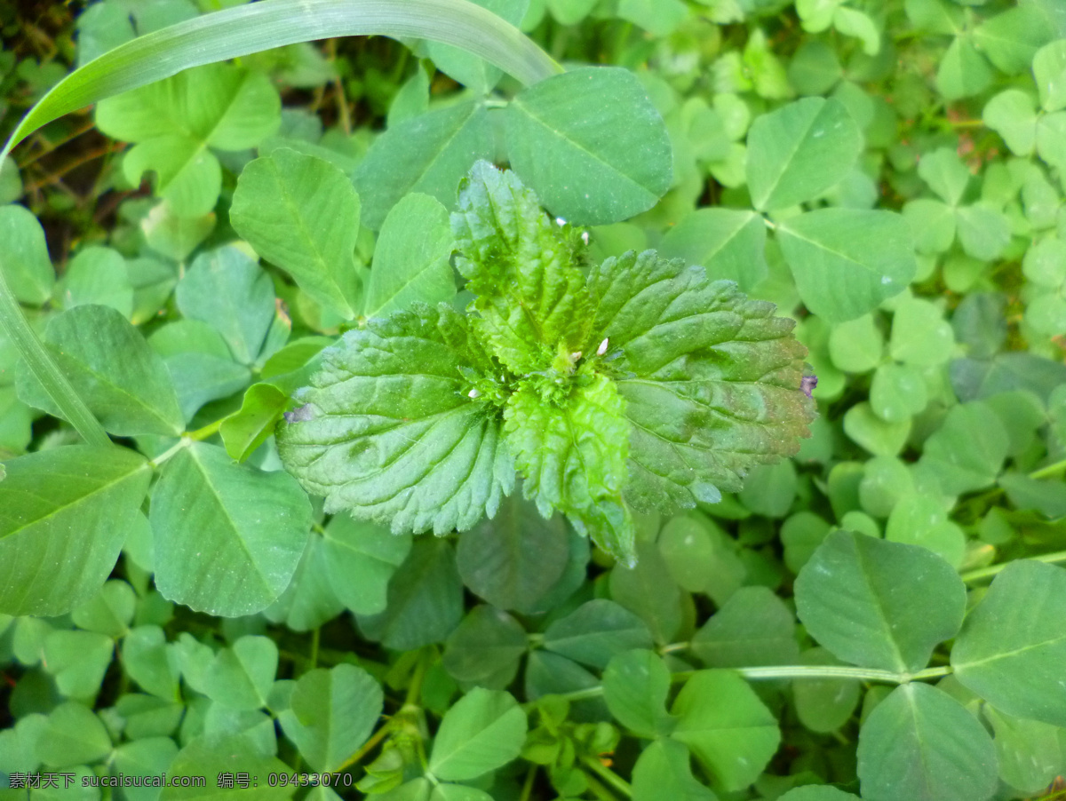 通泉草 植物 叶子 药材 花草 野生植物 杂草 生物世界