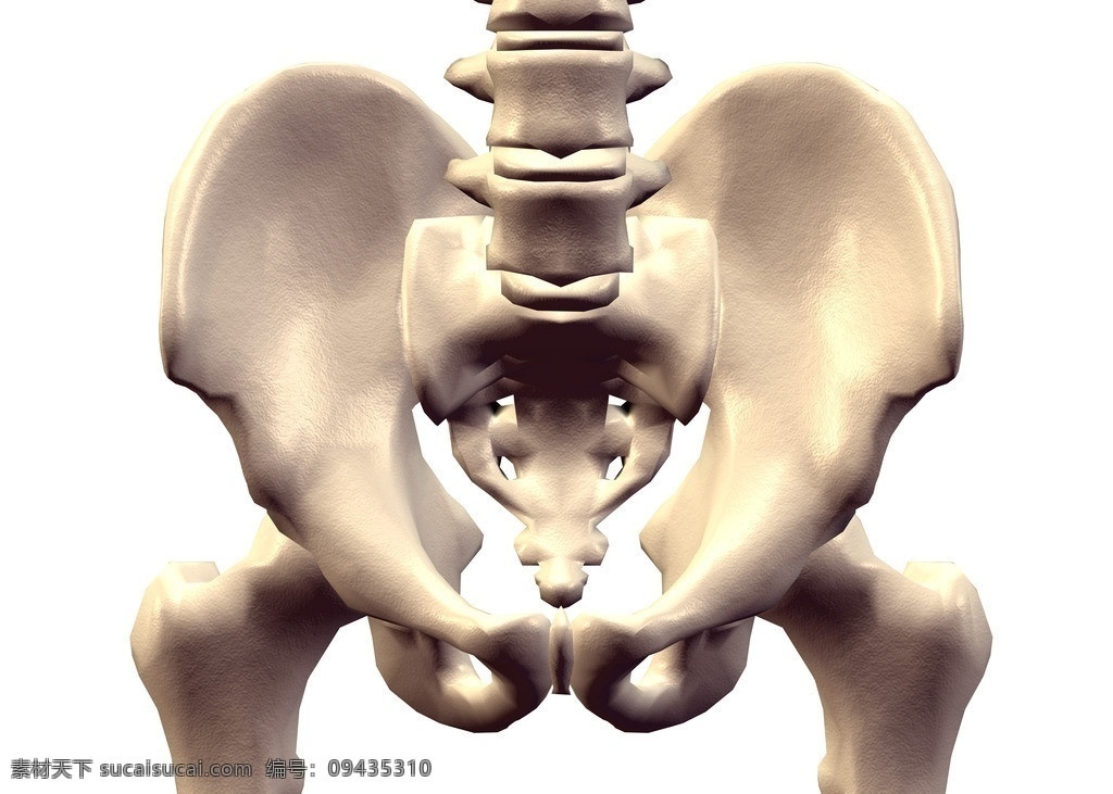 髋骨 骶骨 脊椎骨 骨骼 人体骨骼 3d器官 人体研究 医学器官 人体解剖 医学器官图 医学器官图鉴 医疗护理 现代科技