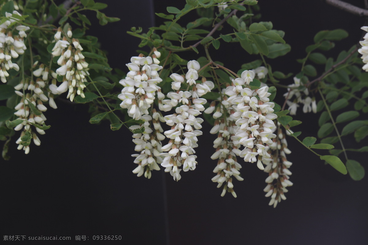 槐花 白槐花 槐花素材 槐花花朵 槐花图 花草 生物世界 黑色