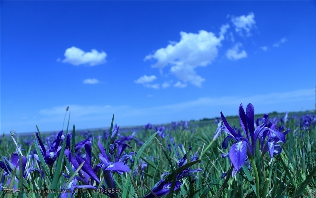 马兰花 自然风景 风景 背景 大图 蓝色 花 蓝色的花 自然景观 山水风景