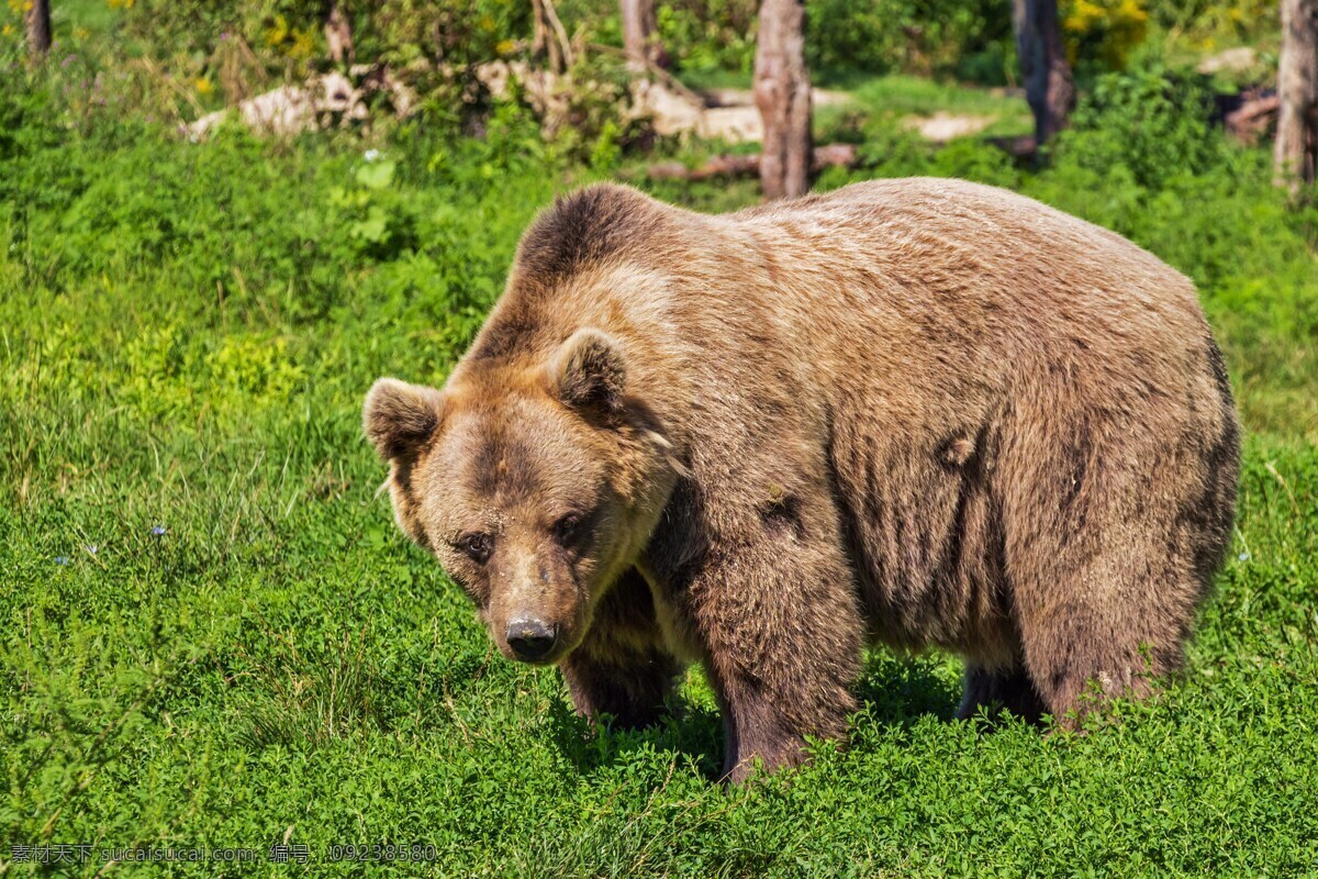 哺乳动物熊 熊 棕色的熊 动物 哺乳动物 野兽 多毛