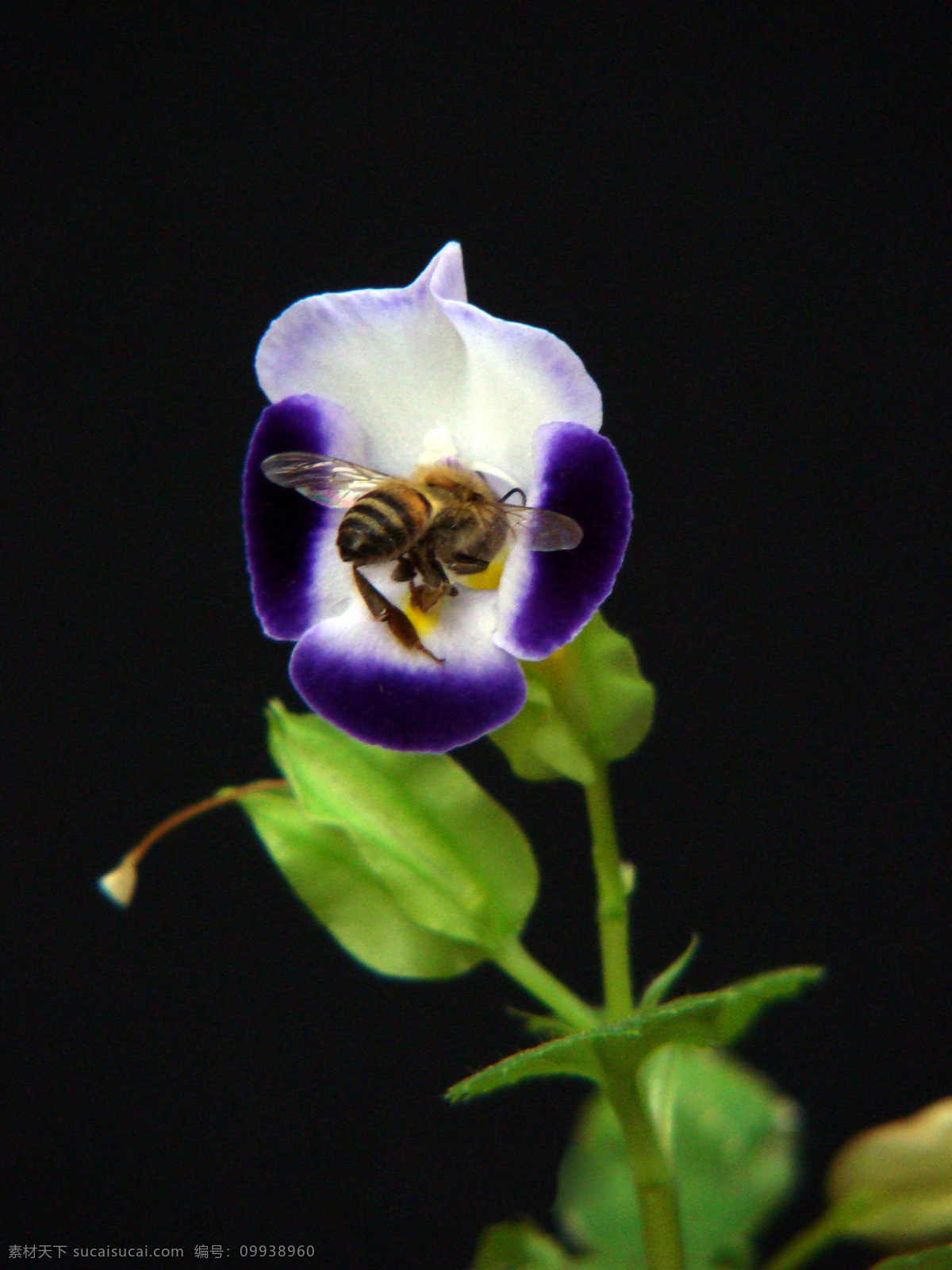 蜜蜂 动物图片 蜂 昆虫 昆虫图片 蜜蜂素材 蜜蜂图片 昆虫摄影 生物世界