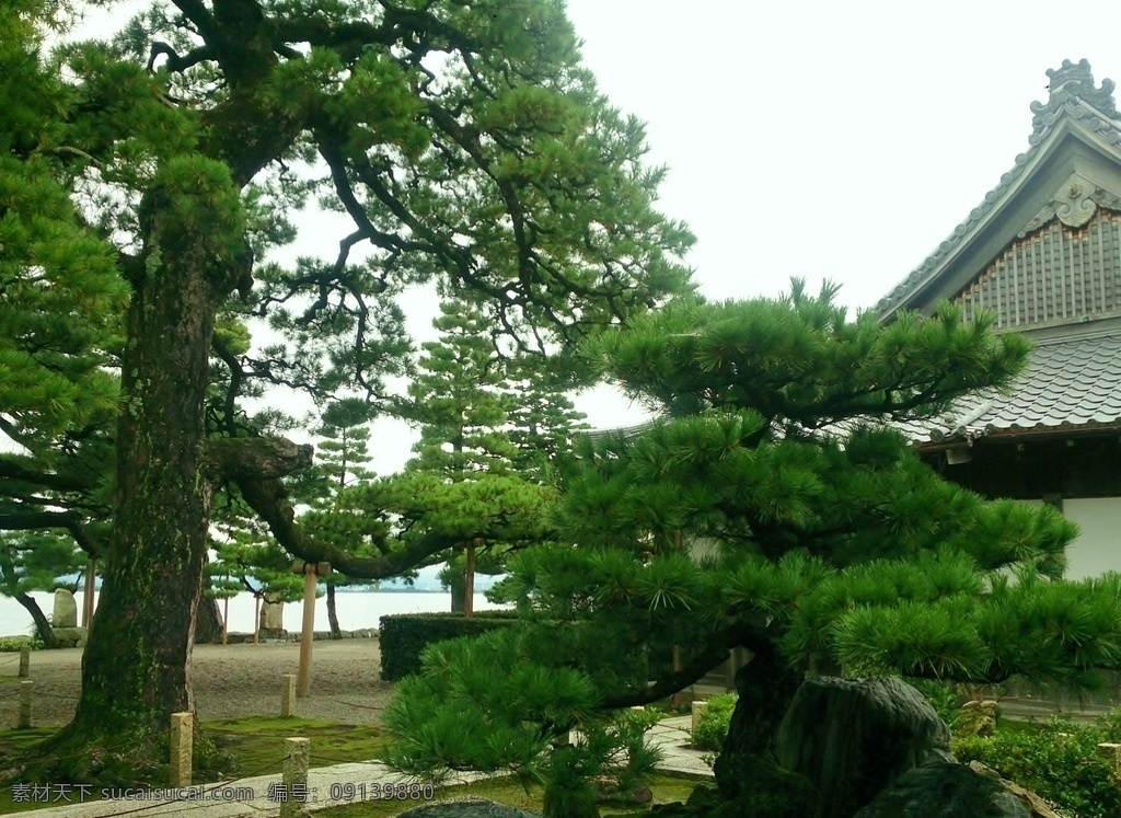 松图片 松 山松 松柏 苍松翠柏 青松 松枝 景观树 松树 树 植物 松叶 果实 松针 树林 森林 松树林 山峰 山水 山脉 山林 山川 奇石 山水画 山川秀色 山水风景 山水风景图 松树背景 松树素材 自然风景 自然景观 树木 树叶 叶子 生物世界 树木树叶